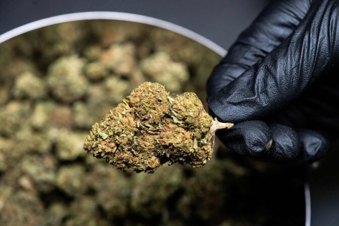moroccan canabis CBD maroc wholesaler
