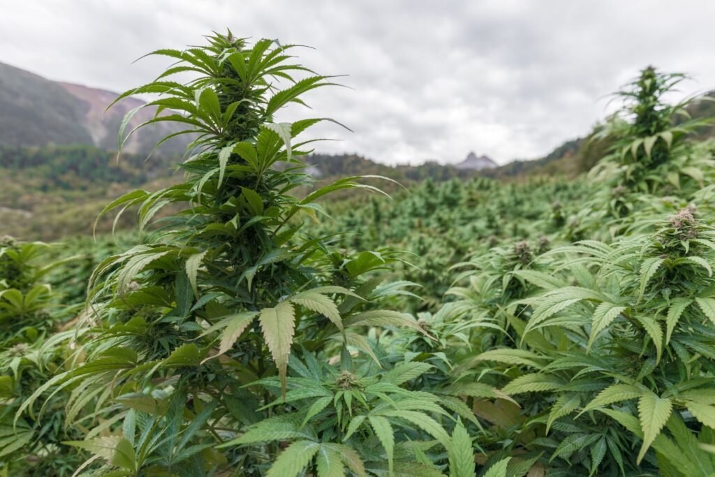ANRAC CANNABIS MAROC