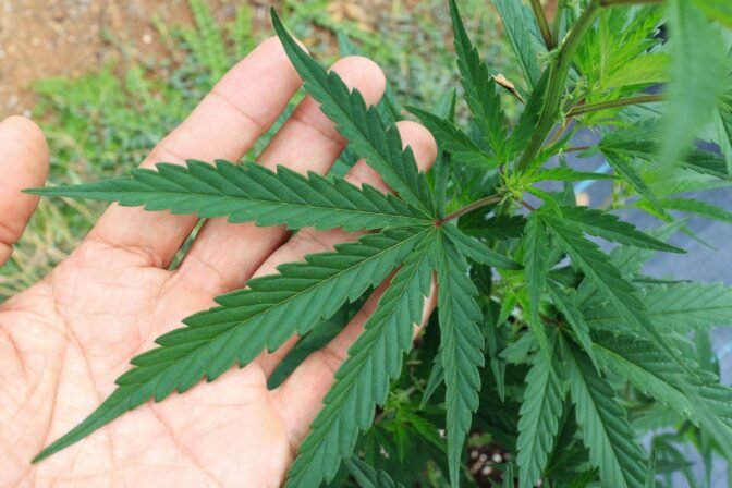 ANRAC CANNABIS MAROC cbd