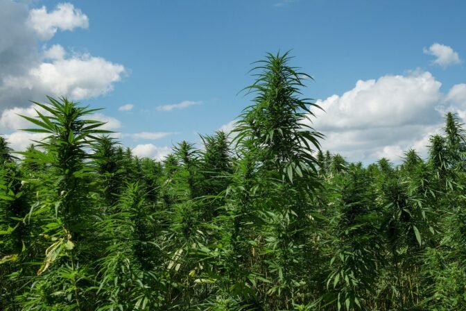 cbd et cannabis morocco legal resine de cbd