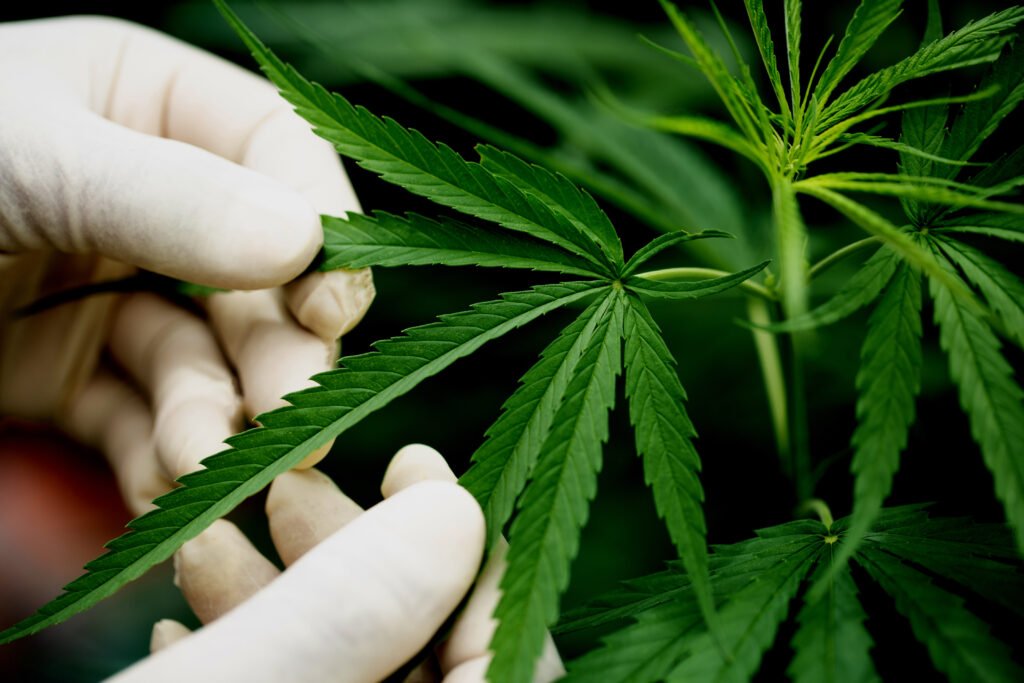 flowers de cbd morocco cannabis morocco anrac cannabis