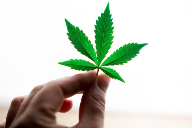 cannabis morocco cbd products fleur et resine cannabis