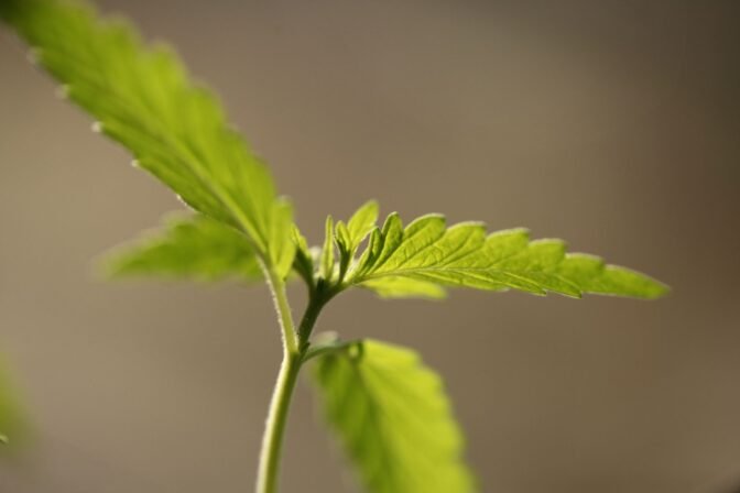 fleurs de cbd et resine cannabis morocco
